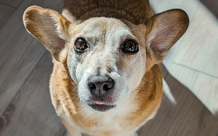 Zbiórka Dla Koko - zdjęcie główne