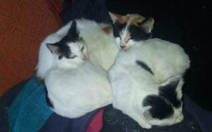 Zbiórka Pani Irena zmarła, koty same - zdjęcie główne