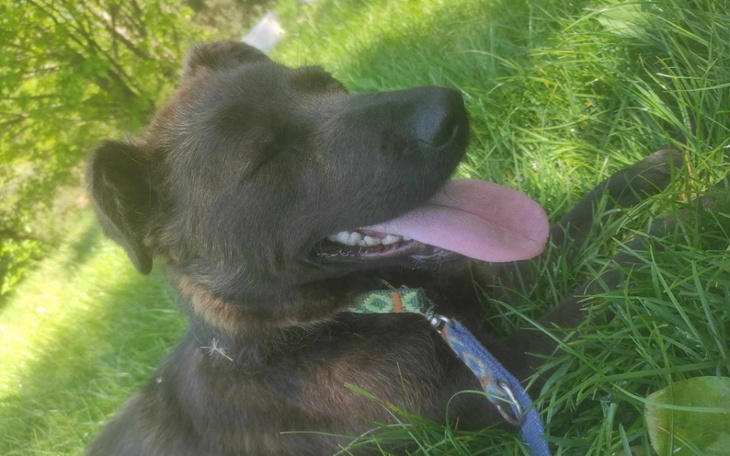 Zbiórka Dla schroniska w Nowodworze - zdjęcie główne