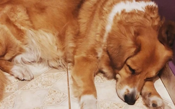 Zbiórka Na karme dla Juzi - zdjęcie główne