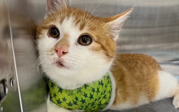 Zbiórka Opłacenie operacji Fabiana - zdjęcie główne