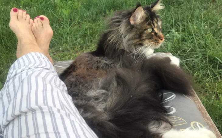 Zbiórka operacja kota mejkuna - zdjęcie główne