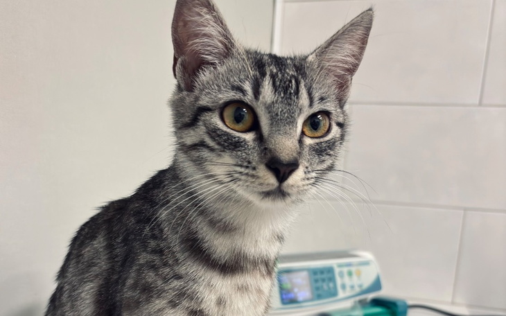 Kot w szaro-białym umaszczeniu, patrzy w obiektyw.