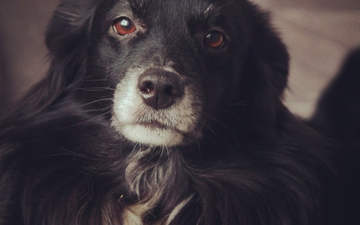 Zbiórka Ratujemy Benusia - zdjęcie główne