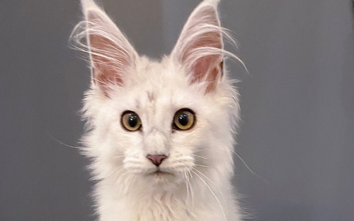 Zbiórka Ratujmy Juni - zdjęcie główne