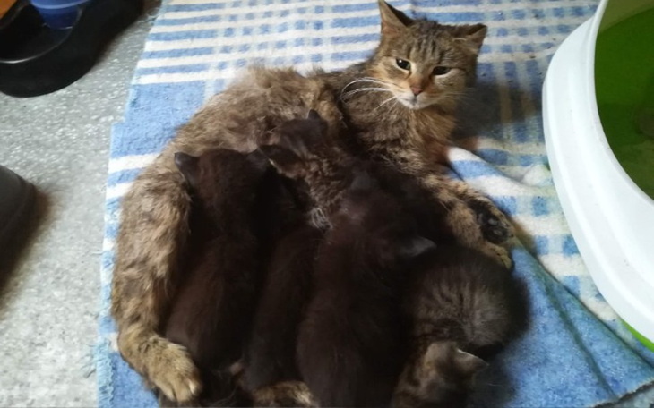 Zbiórka siekiera dla starszego człowieka - zdjęcie główne