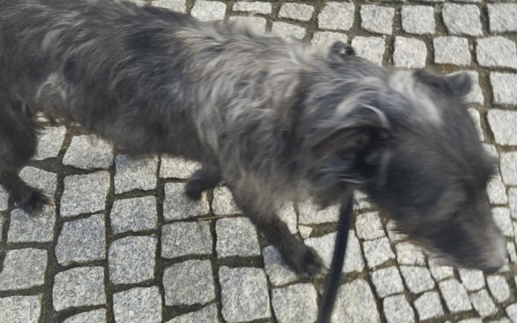 Pies spacerujący po brukowanej drodze.