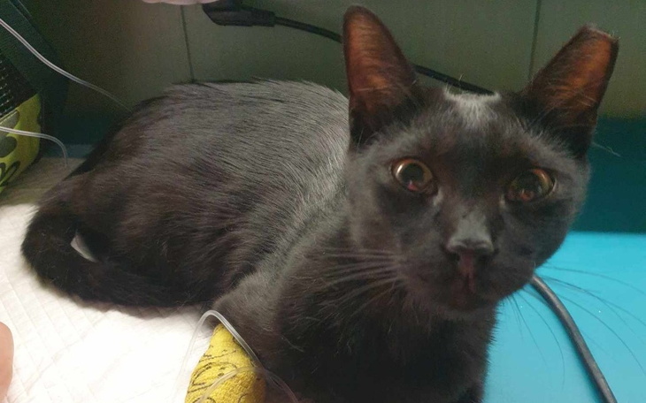 Zbiórka Na leczenie Bambusia - zdjęcie główne