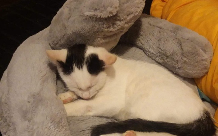 Zbiórka Wyposażenie hoteliku dla kociąt - zdjęcie główne