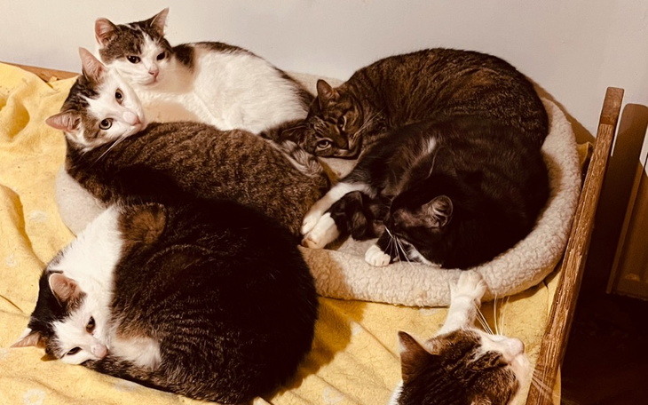 Zbiórka Utrzymanie kotów - maj - zdjęcie główne