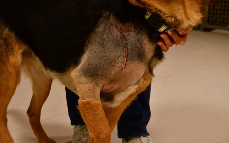 Zbiórka Ramzes pies niczyj... - zdjęcie główne