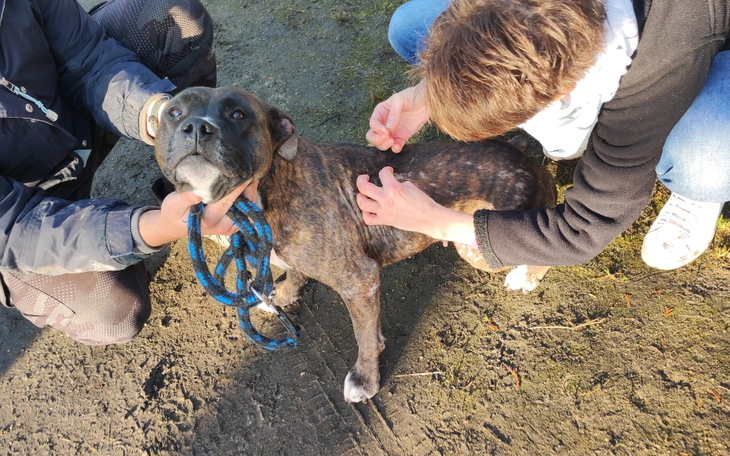 Zbiórka Gaba ma ostre zapalenie skóry - zdjęcie główne