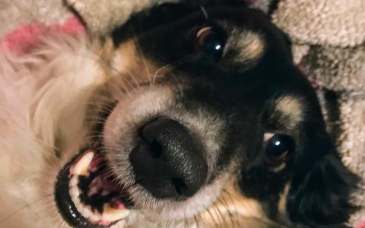 Zbiórka Operacja Buby - zdjęcie główne