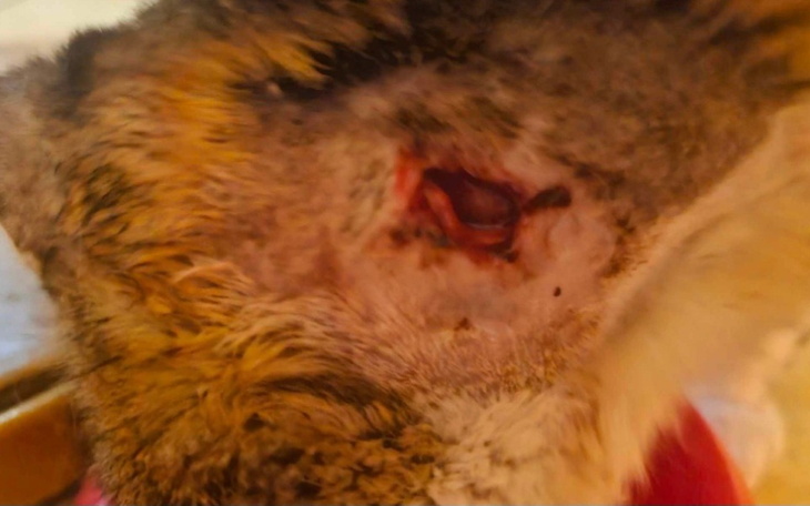 Zbiórka Kot po wielu przejściach - zdjęcie główne