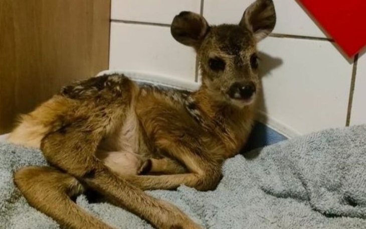 Młode sarny leżące na ręczniku.