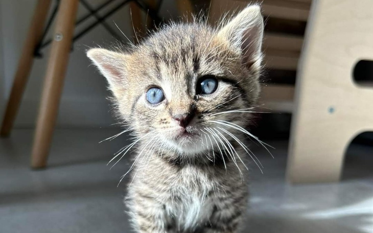 Zbiórka Rzucił kociakiem i uciekł - zdjęcie główne