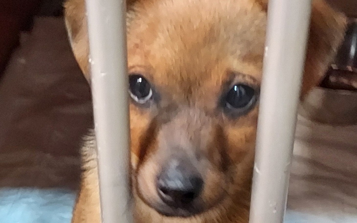 Zbiórka Pomagam Schronisku Młodolino - zdjęcie główne