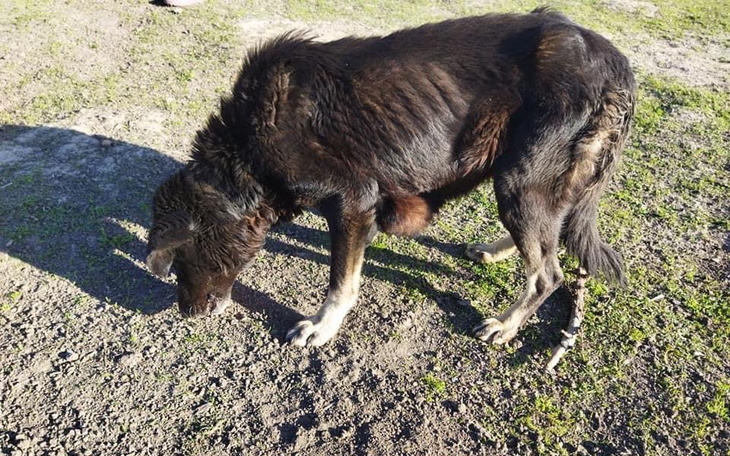 Zbiórka Pomoc Brandyego - zdjęcie główne