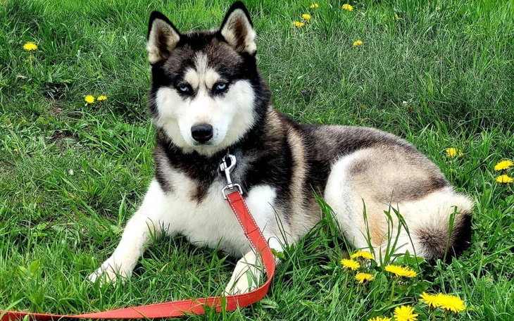 Zbiórka Pomagam Fundacji Północniaki - zdjęcie główne