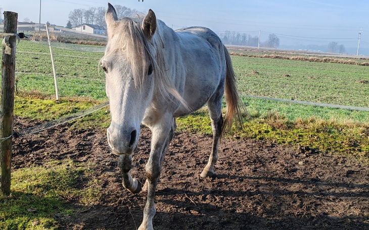 Biały koń spacerujący po zielonym polu.
