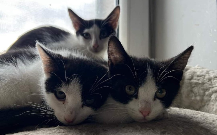 Zbiórka Dla braci mniejszych na zimę - zdjęcie główne