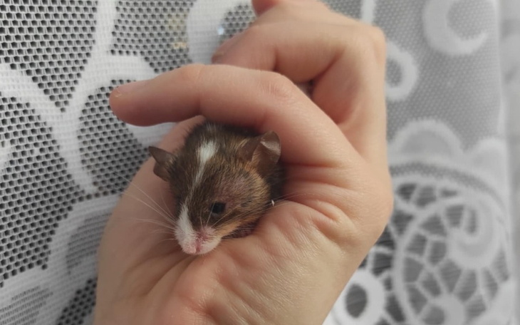Mała mysz trzymana w dłoni, z białą plamką na głowie.
