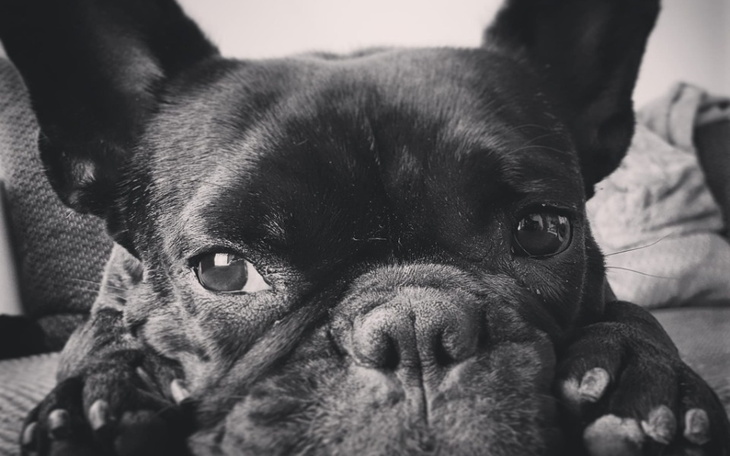 Zbiórka Radioterapia w De dla Chilli - zdjęcie główne