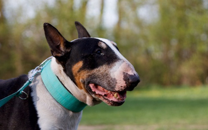 Zbiórka Wesprzyj leczenie Tilo - zdjęcie główne