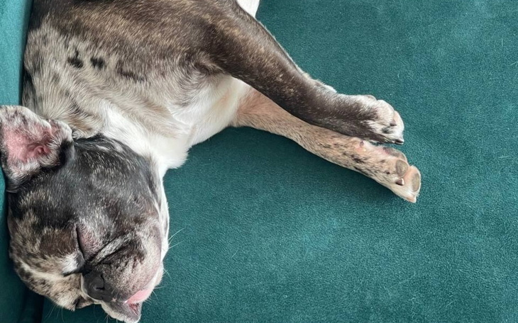 Śpiący pies na zielonej kanapie, zrelaksowany i spokojny.