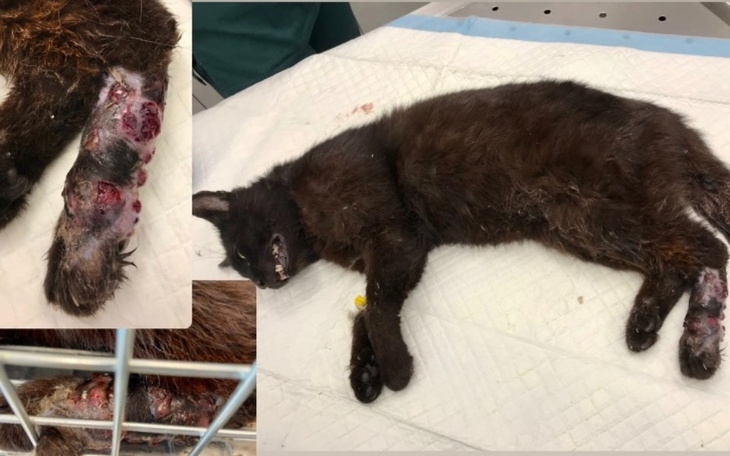 Chory kot leżący na stole w klinice weterynaryjnej.