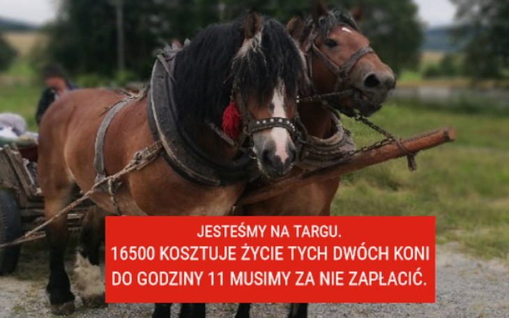 Zbiórka Konie z targu. Uratowane! - zdjęcie główne