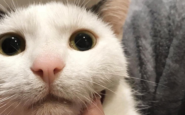 Zbiórka Kotek Sunny, nasze maleństwo.. - zdjęcie główne