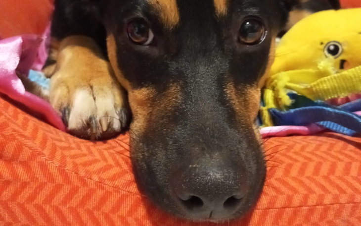 Zbliżenie na psa leżącego na kanapie.