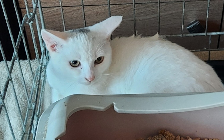 Zbiórka Kolejna biała prosi o pomoc - zdjęcie główne