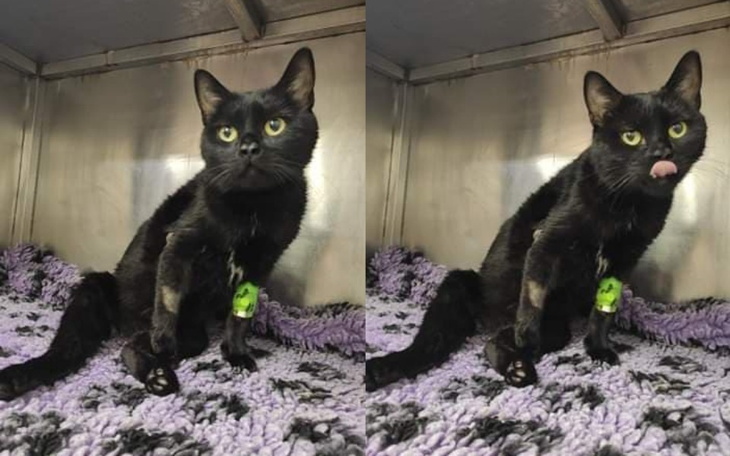 Zbiórka Na pomoc powypadkowemu kociakowi - zdjęcie główne