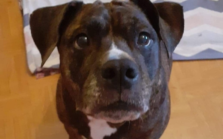 Zbiórka Złamana łapka 8-letniej Gracji - zdjęcie główne