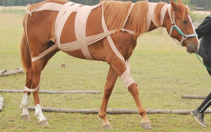 Zbiórka Sparaliżowane końskie dziecko - zdjęcie główne