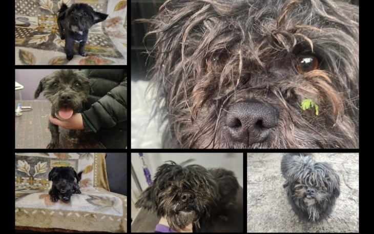 Kolaż zdjęć psa z długą sierścią, szukającego nowego domu.