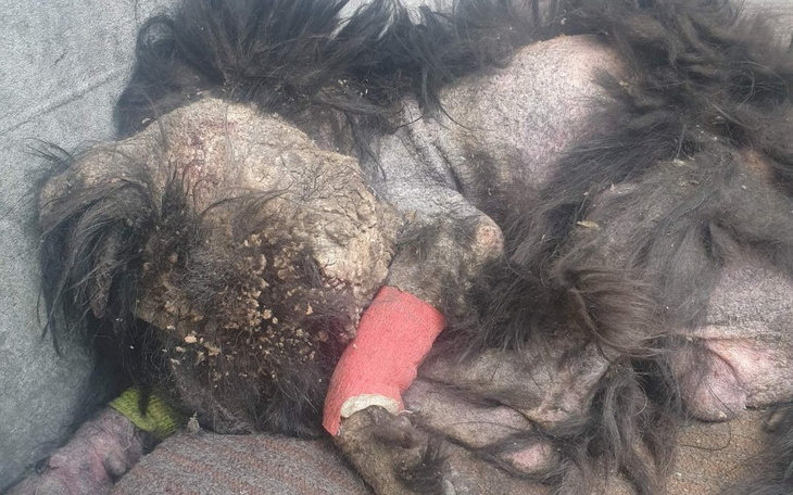 Zbiórka Leczenie świerzbu piesek - zdjęcie główne