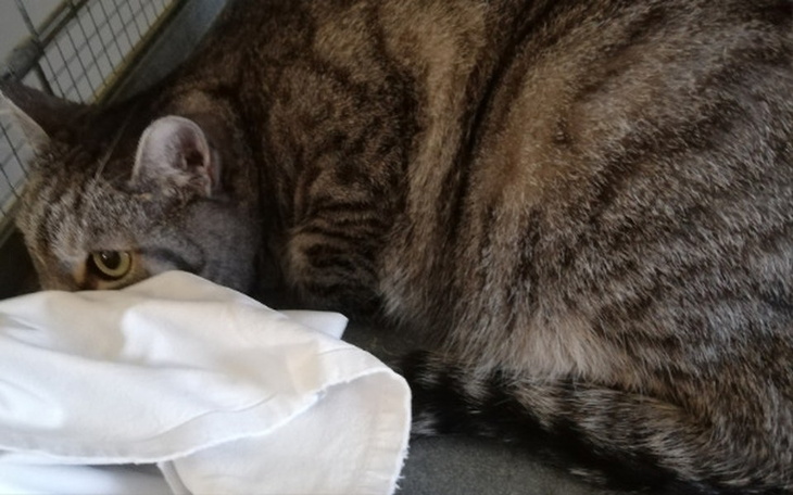 Zbiórka Beatka, której pękło serce - zdjęcie główne