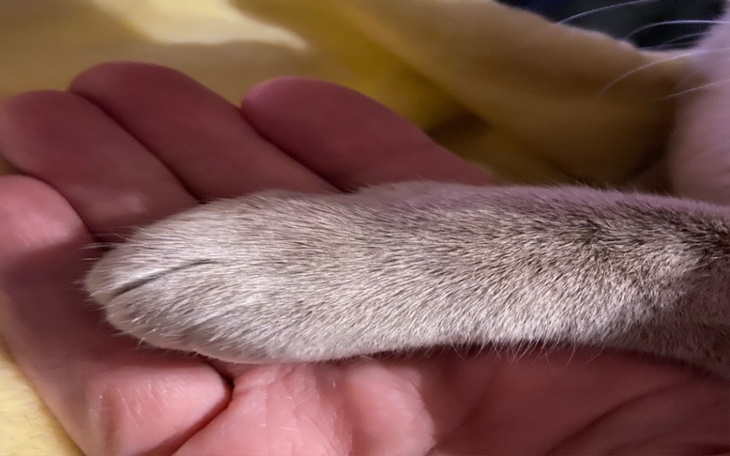 Zbiórka Psiaki i kociaki Uchodzców - zdjęcie główne