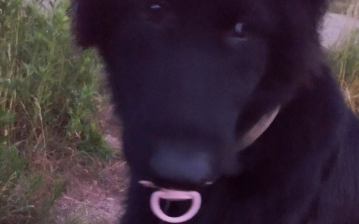 Zbiórka Dla Areska - zdjęcie główne