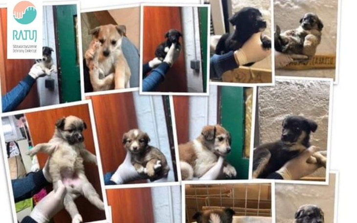 Zbiórka Podkłady dla sczeniaków - zdjęcie główne