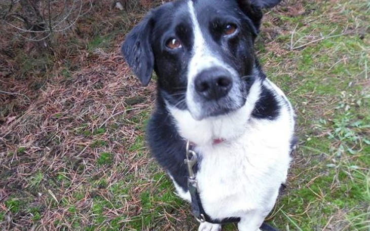 Zbiórka Nie mam pieniędzy na karme dla p - zdjęcie główne