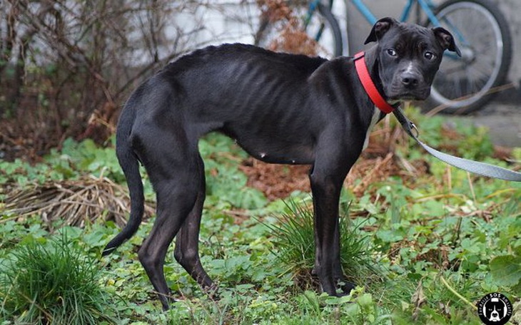 Szczeniak w potrzebie, szuka kochającego domu.