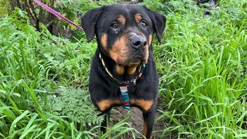 Zbiórka Gece czeka na ratunek - miniaturka zdjęcia