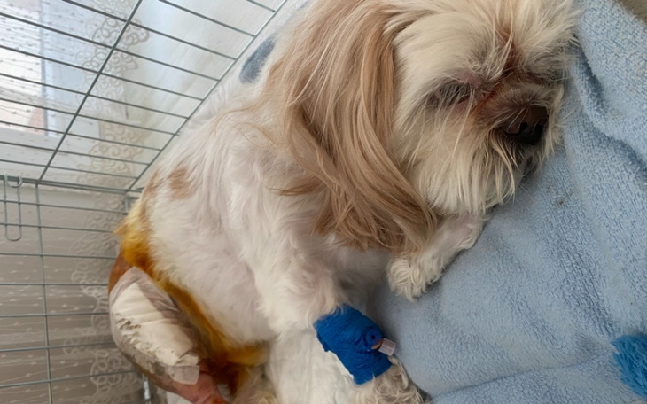 Zbiórka Pomóż nam ratować Maila - zdjęcie główne