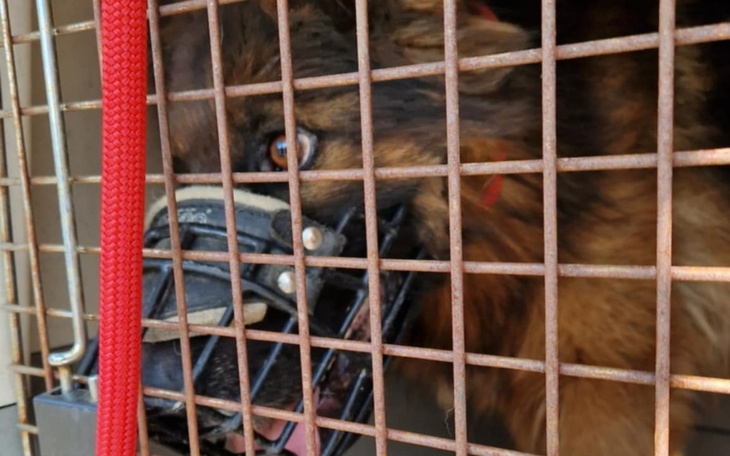 Pies w klatce, z widocznymi zębami.