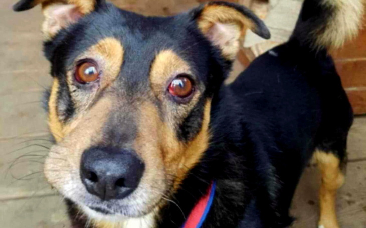 Pies z brązowymi oczami, patrzący w obiektyw.