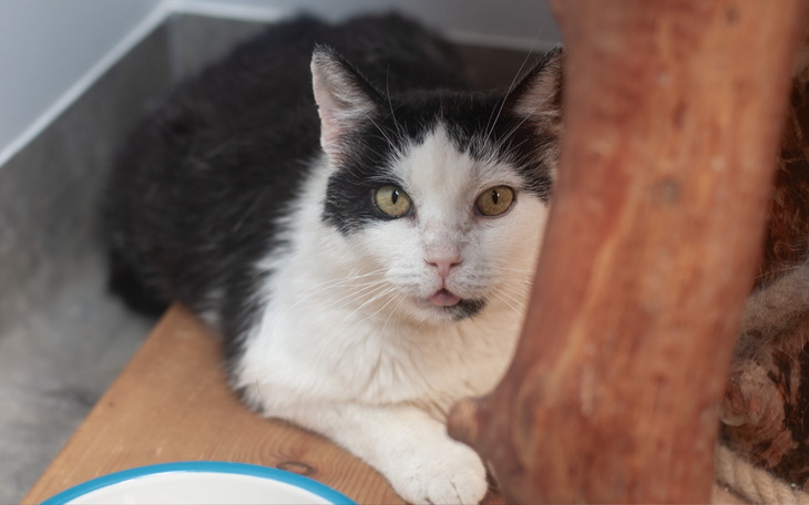 Kot odpoczywający w przytulnym miejscu.